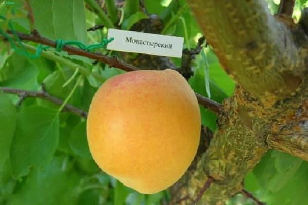 Описание сорта абрикосов Монастырский, выращивание, посадка и уход