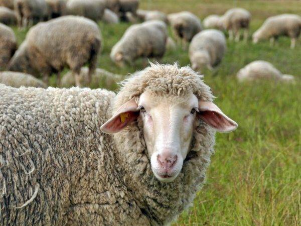 Калмыцкие овцы