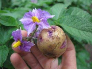 Что делать если плохо растет картофель: причины и решение проблемы