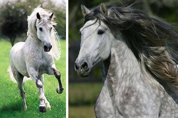 Андалузская лошадь: описание породы, плюсы и минусы, правила содержания