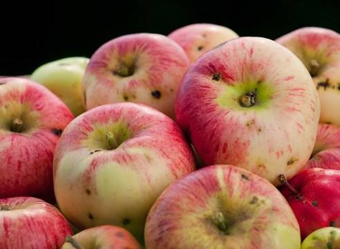 Обработка яблонь от плодожорки: сроки и препараты для опрыскивания