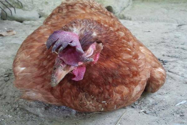 Как лечить водянку у кур, причины и симптомы заболевания птицы