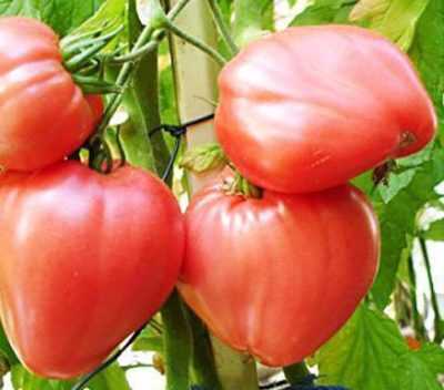Описание раннеспелого томата розовый спам и агротехника выращивания гибрида