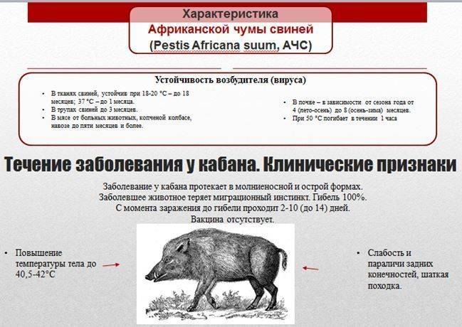 Африканская чума свиней: первые признаки болезни, способы заражения и методы борьбы