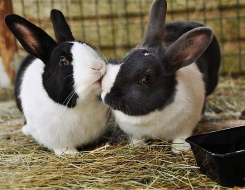 Спаривание кроликов — причины отсутствия желания