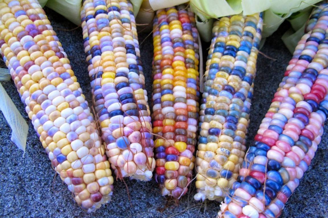 Выращивание сахарной кукурузы, описание сортов, и правила ухода