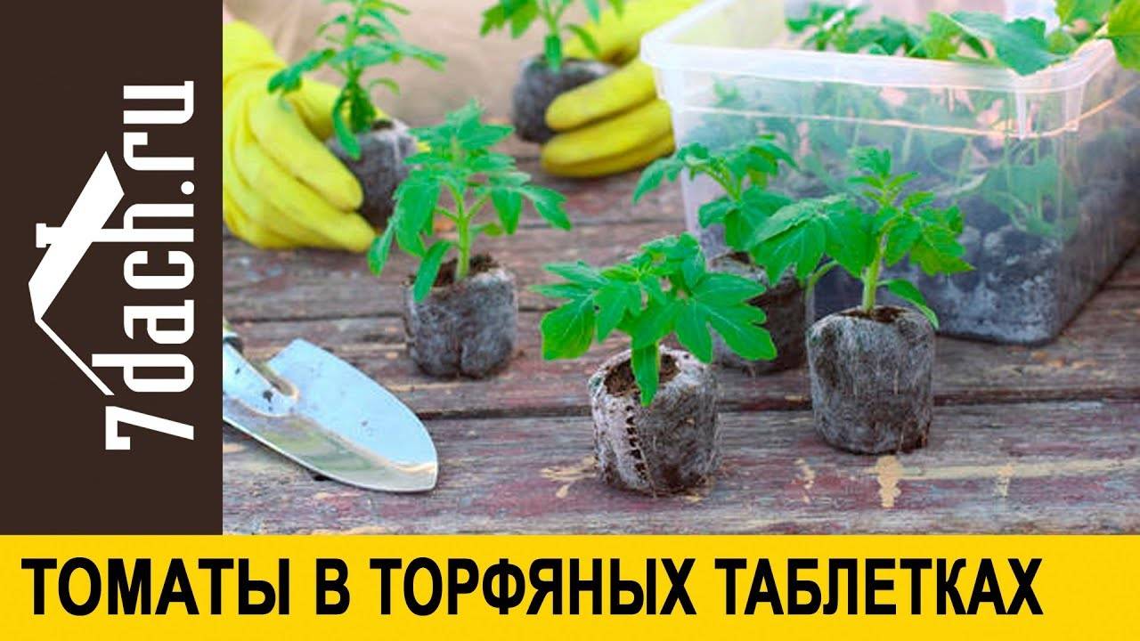 Выращивание рассады томатов в торфяных таблетках
