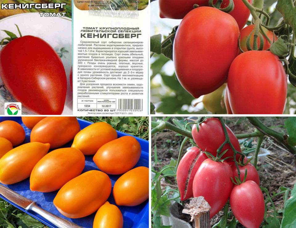 Сорт томата «гейша»: описание, характеристика, посев на рассаду, подкормка, урожайность, фото, видео и самые распространенные болезни томатов