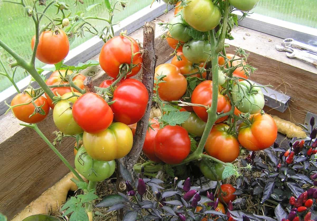 Характеристика и описание сорта томата бони мм, его урожайность