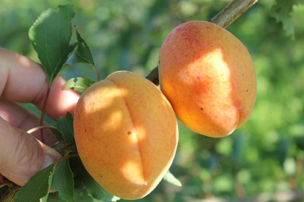 Описание и опылители абрикоса сорта саратовский рубин, посадка и уход