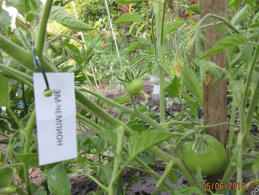 Очень урожайный томат «эм чемпион»: описание и характеристика сорта, урожайность помидоров