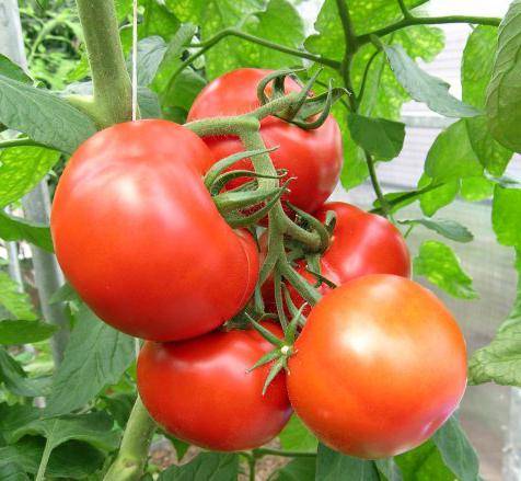 Сорта помидоров для выращивания в открытом грунте