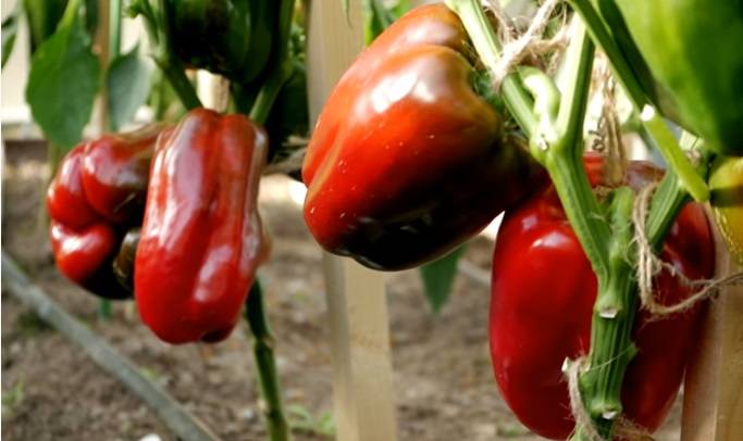 Сладкий перец красный бык f1: характеристики, особенности агротехники, отзывы садоводов