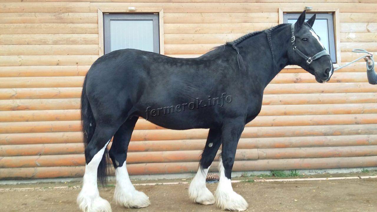 Лошадь породы шайр: описание и характеристика коня