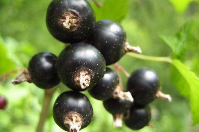 Смородина титания – чёрное золото на садовом участке