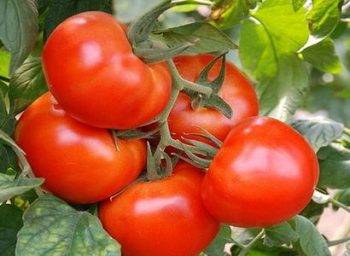 Выращивание томата король королей