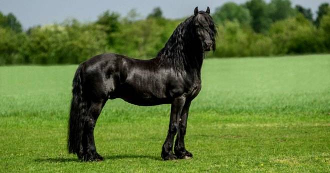 Характеристика и особенности содержания больших тяговых лошадей русской породы