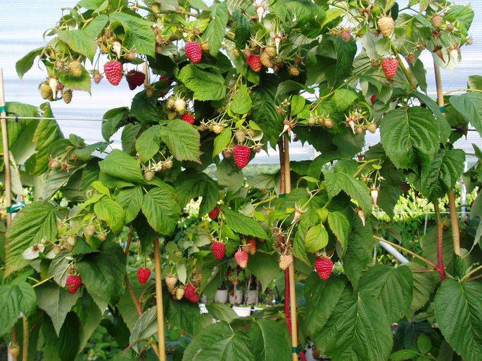 9 правил для хорошего урожая малины