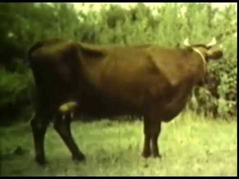 Бестужевская порода коров: характеристика