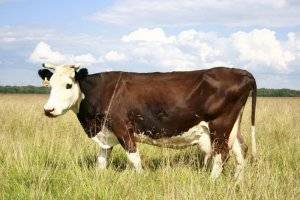 Кожные заболевания у коров: фото и лечение