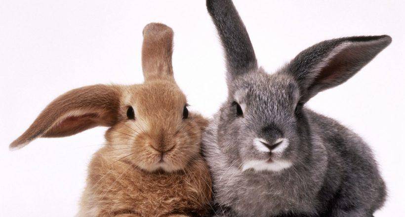 Что за препарат чиктоник для кроликов: инструкция по применению
