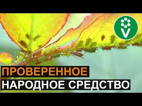Как бороться с тлей на розах: эффективные препараты и народные средства