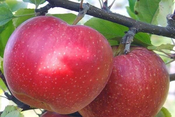 Старинный крупноплодный сорт яблони апорт кроваво-красный