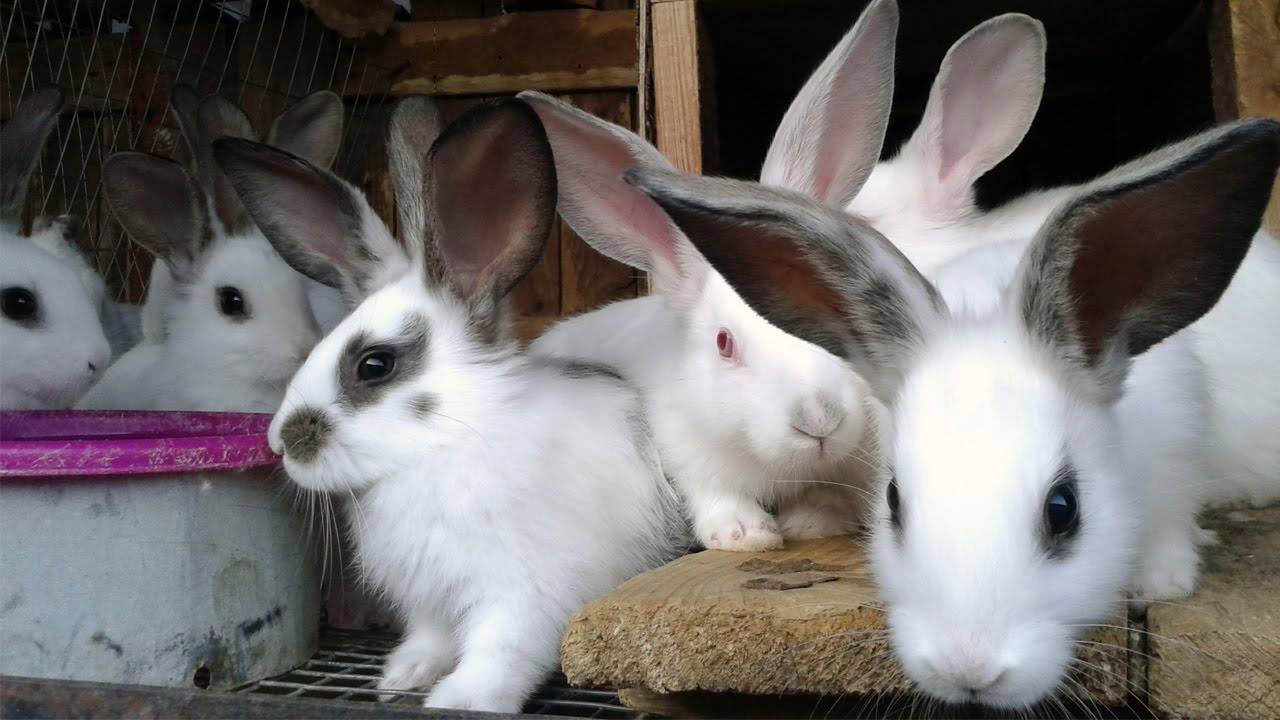 Мастит и спирохетоз у кроликов — болезни половых органов