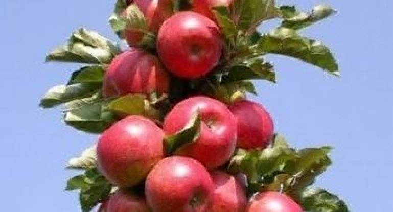 10 сортов колоновидных яблонь, которые я рекомендую для средней полосы
