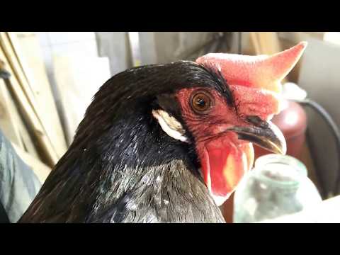 Бентамка – описание миниатюрной породы кур