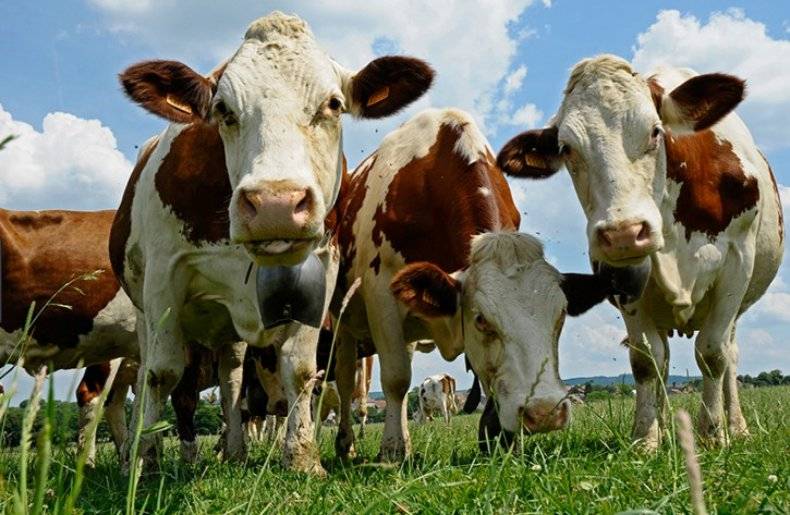 Венгерские коровы: описание и главные характеристики