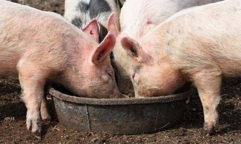 Глубокая подстилка для свиней: зачем нужна и как использовать?