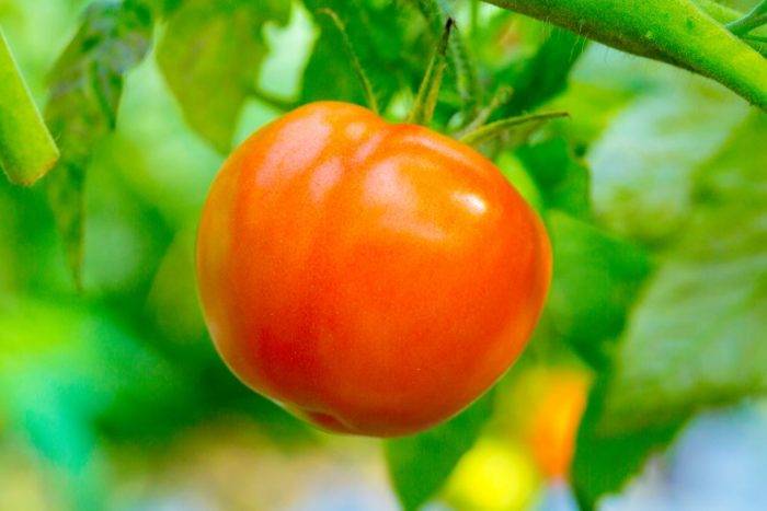 Томат ретана f1 — описание сорта, отзывы, урожайность