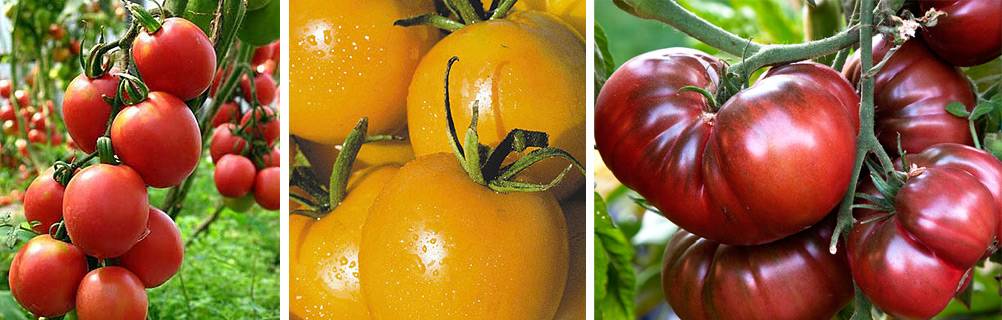 Описание крупноплодного томата медовый гигант и выращивание рассады