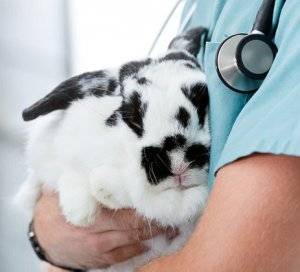 Болезни кроликов симптомы и лечение