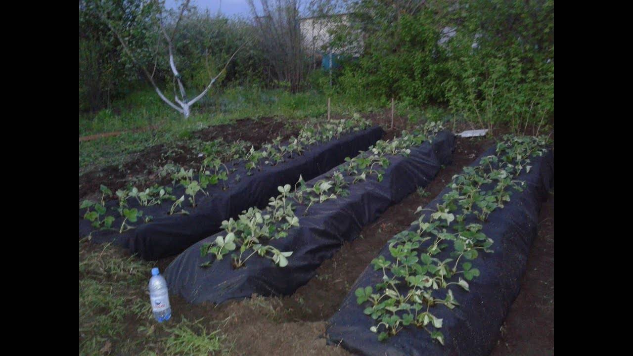 Как правильно посадить клубнику на черное агроволокно