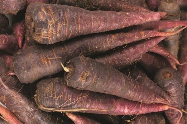Чем полезна морковь для организма – 10 фактов