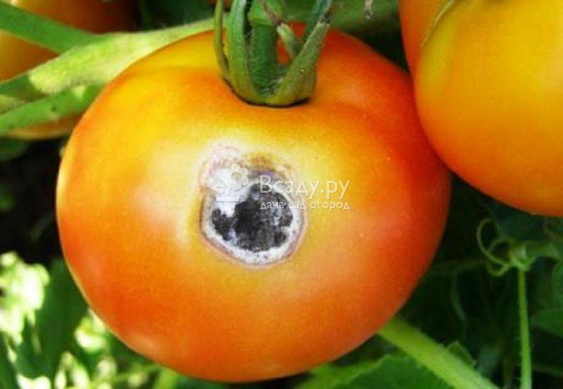 Что такое альтернариоз томатов и как его победить