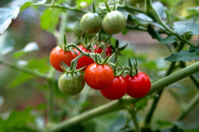 Характеристика и описание томат «свит-черри»