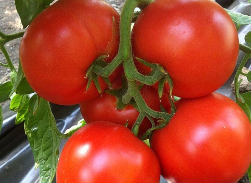 Характеристика и описание сорта томата Добрый f1, его урожайность