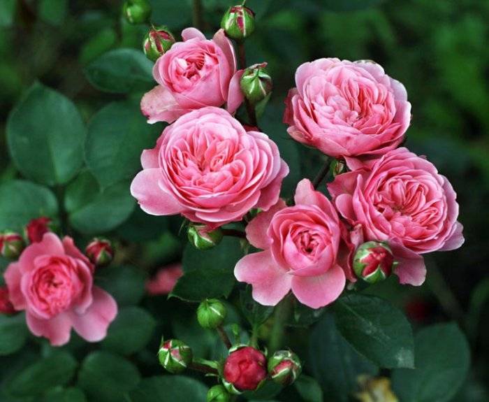 Роза боскобель (boscobel) — описание и характеристики культуры