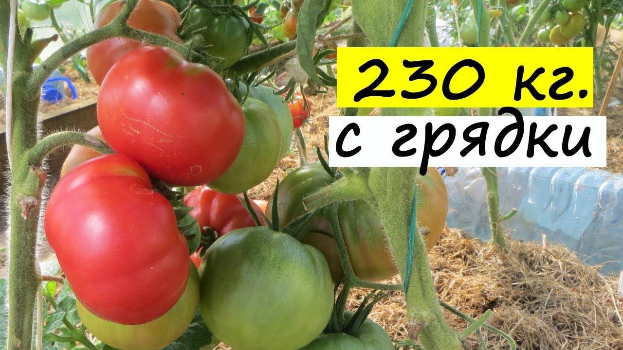 Как вырастить томаты в теплице?