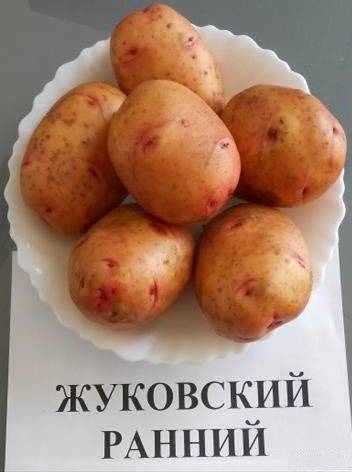 Картофель жуковский: описание сорта