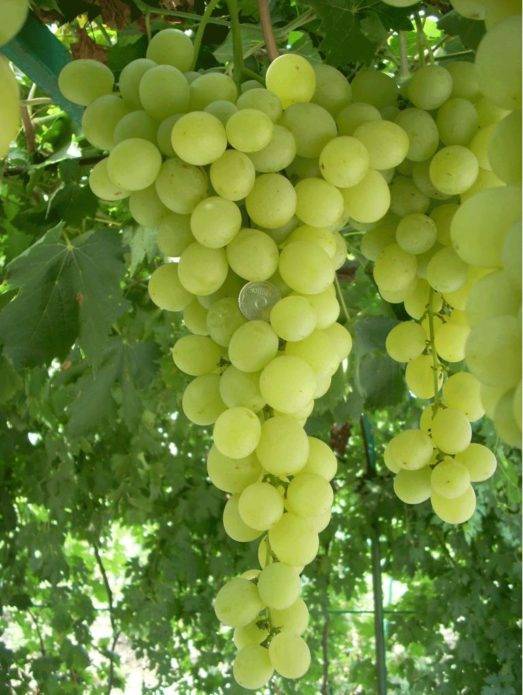 Виноград «забава», описание сорта и фото