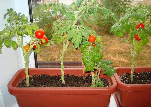 Лучшие сорта томатов для выращивания на подоконнике или балконе