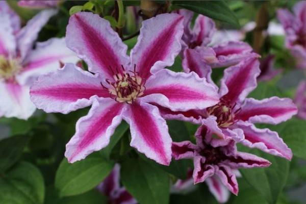 Клематис жгучий мелкоцветковый: описание сорта, фото и отзывы