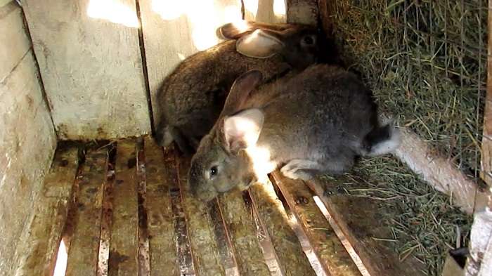 Размеры сенников для кроликов и как сделать кормушку своими руками