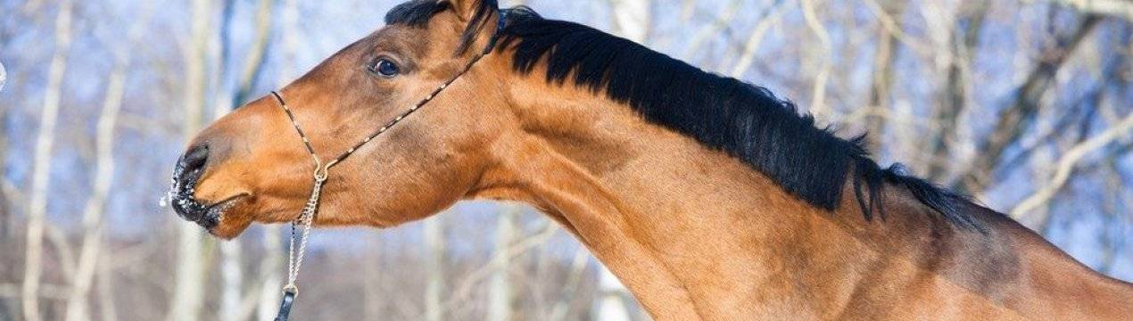 Скаковые породы лошадей