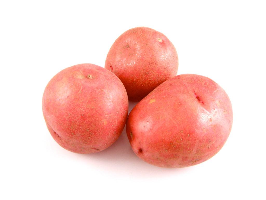 Популярный и сильный картофель «краса» : описание сорта, фото