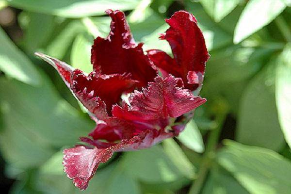 Характеристики и описание гибридной розы сорта блэк баккара, посадка и уход